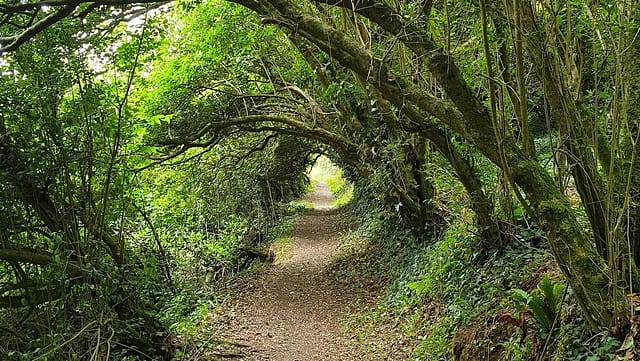 Part of the South West Coastal path